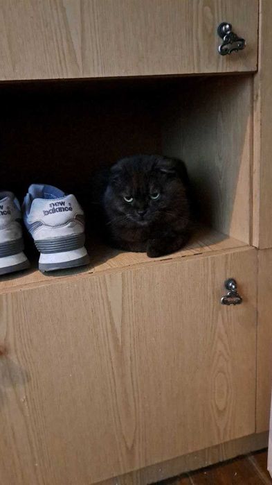 Зникла кішка, Івано-Франківськ, Ямниця