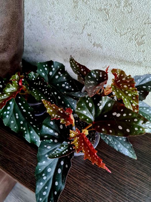 Бегонії кейн Sierra mountain king, Aerial та інші рідкісні сорти