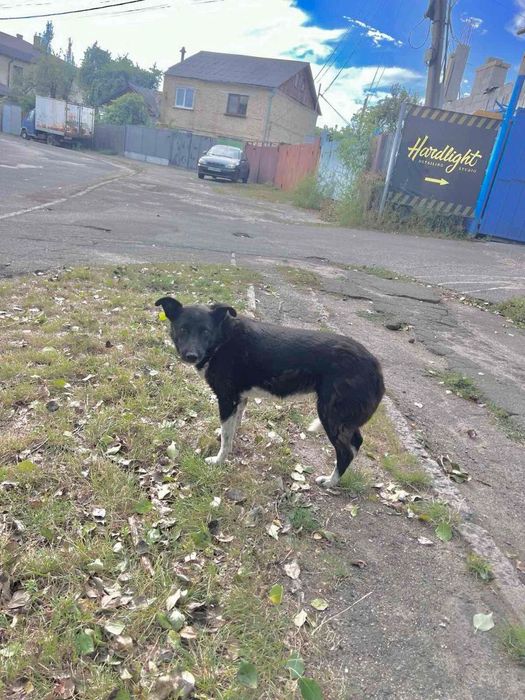 Допоможіть знайти собаку.