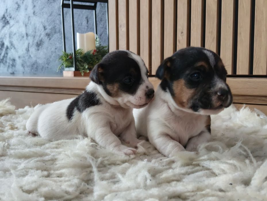 Jack Russell terrier