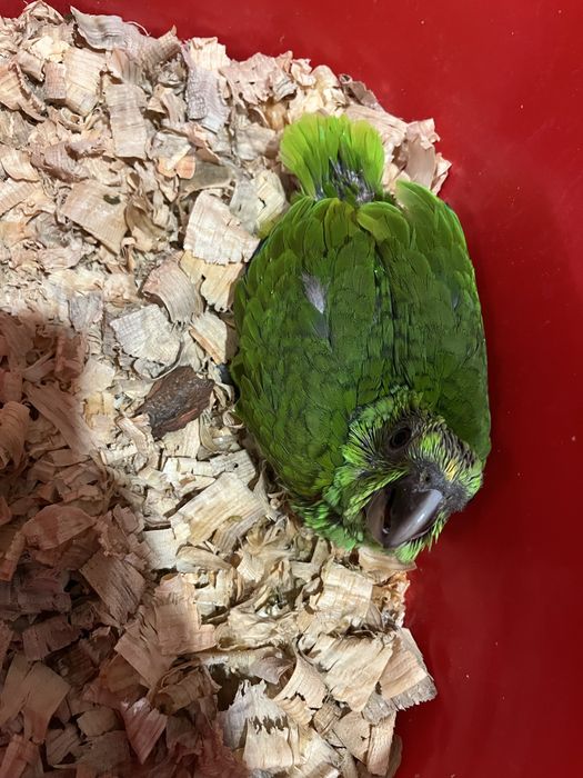 Papagaio auropaliata
