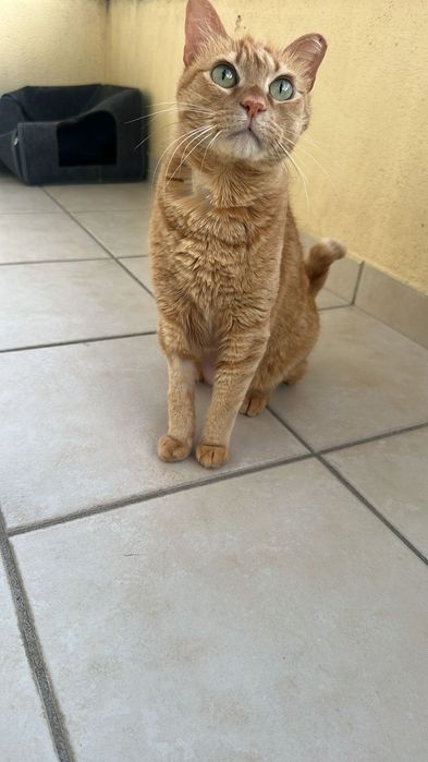Flash- Gatinho senior para adoção responsável