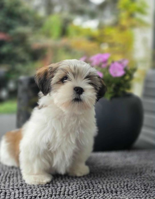 Lhasa apso - suczka z super pochodzeniem ZKwP/FCI