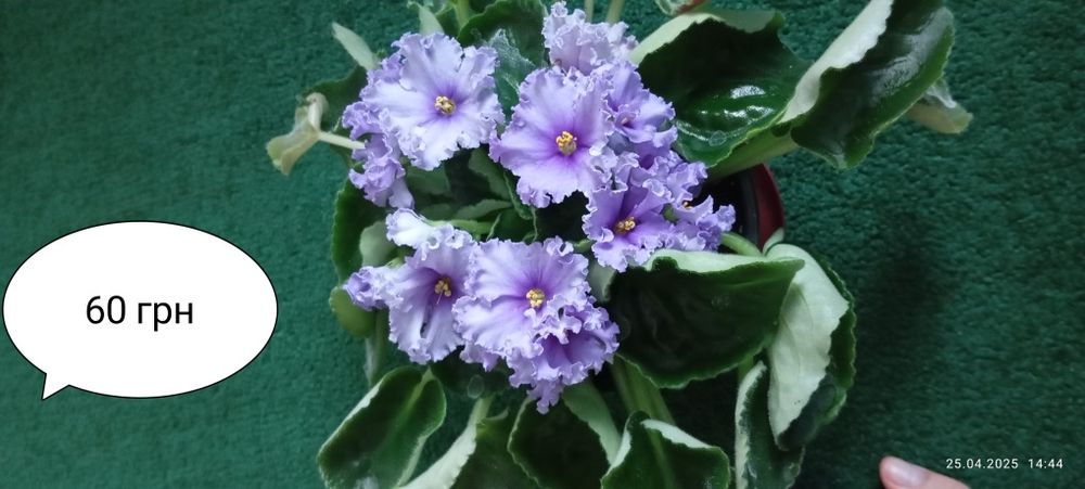 Продам квіти фіалки