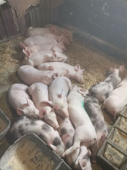 Продам малих поросят ціна вказана за 1шт