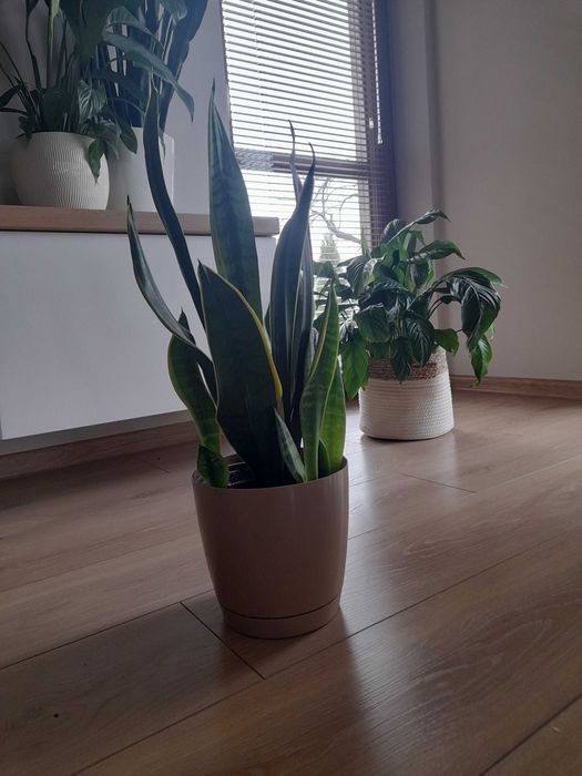 monstera, skrzydłokwiat sprzedam