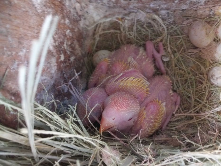 rosicolis e patos mandarins