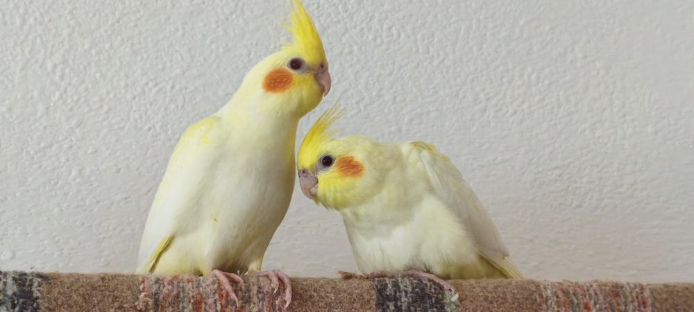 Vendo caturras jovens