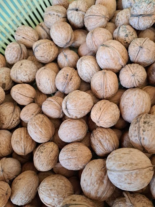 sprzedam orzechy wloskie ekologiczne