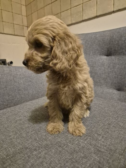 Cockapoo suczkaa