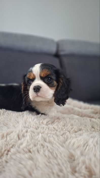 Cavalier King Charles Spaniel
