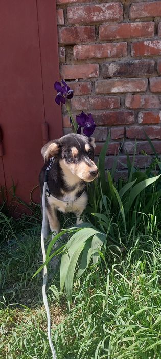 Цуцик в добрі руки