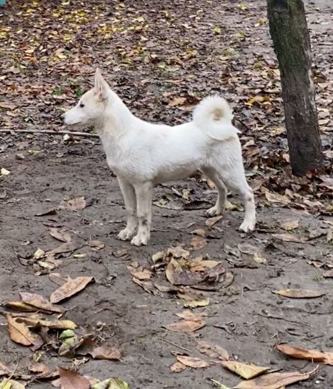 Цуценята західно сибірської лайки
