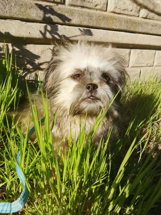 Wyjątkowo ubarwiony chłopczyk shih tzu gotowy do odbioru