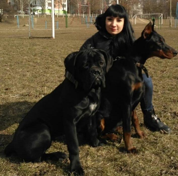 Перетримка собак та котиків
