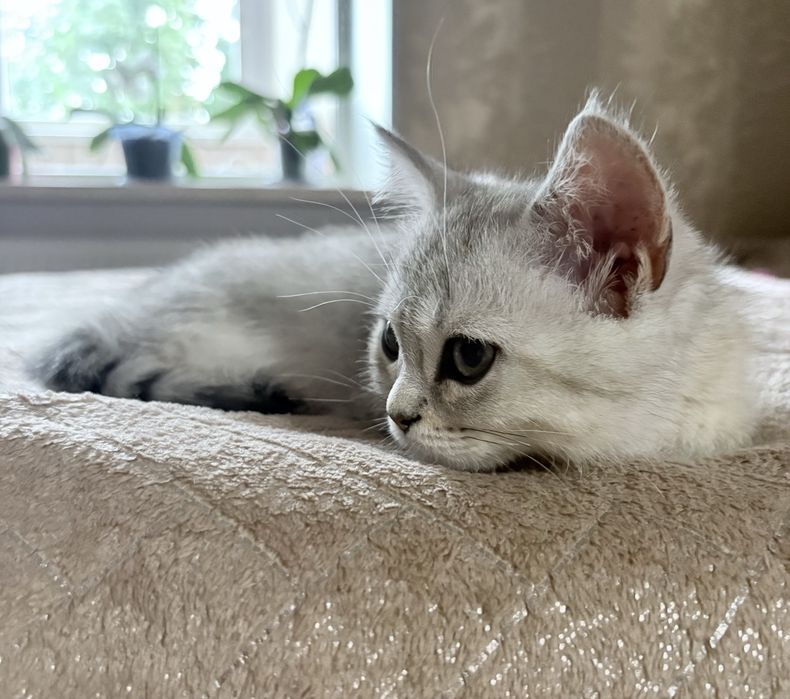 Котик британська шиншила