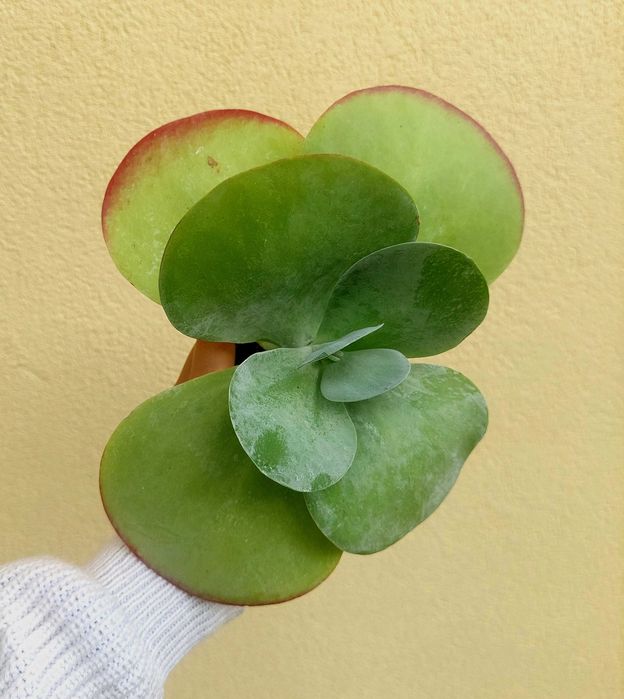 Suculenta Kalanchoe- Orelha de Elefante