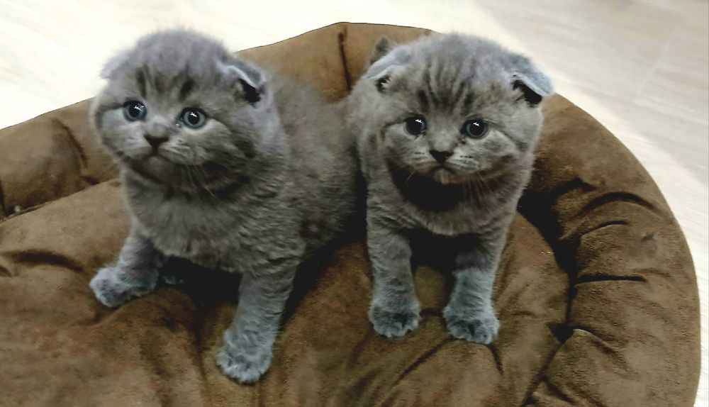 Продам британських кошенят