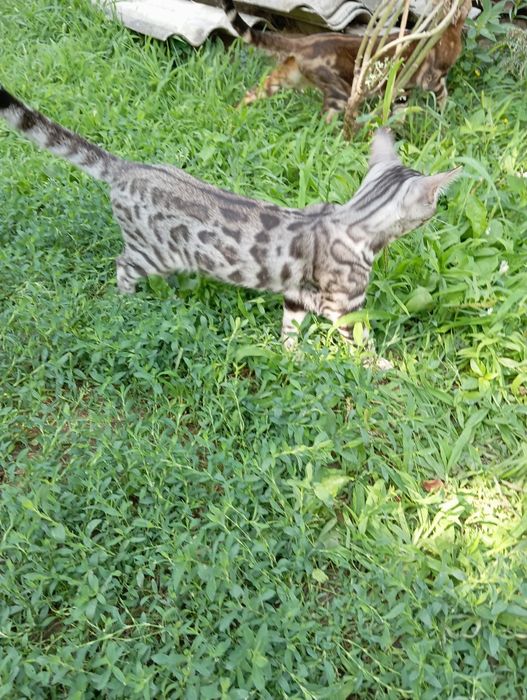 Бенгал шоу-класса