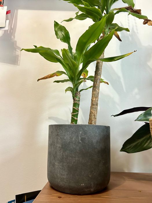 Planta dracaena fragrans dupla + vaso cerâmica