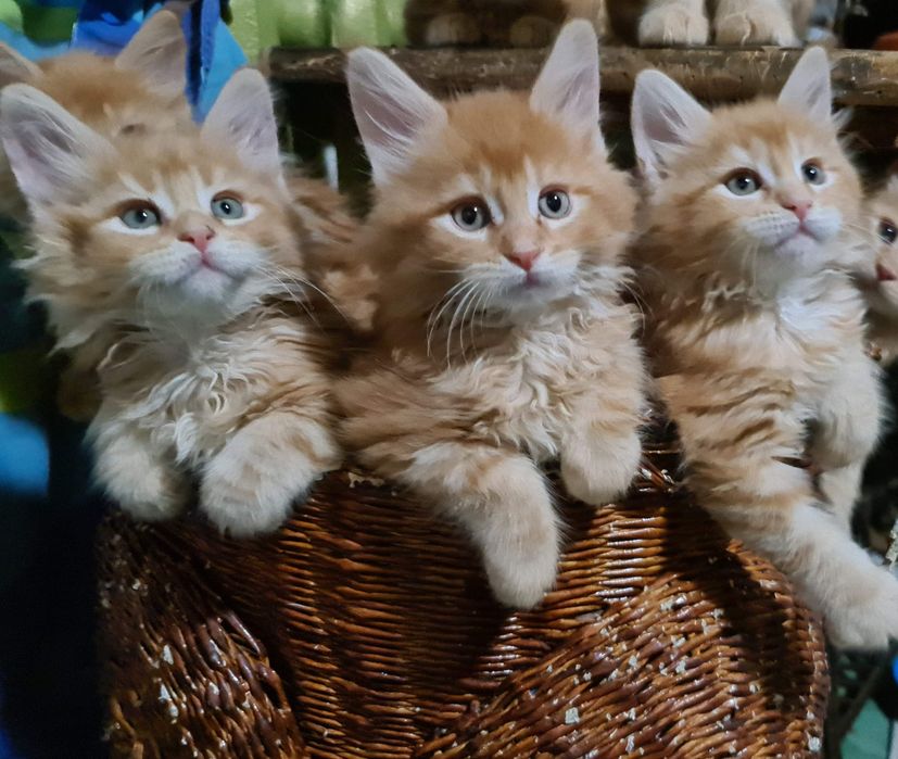 Котята мейн-кун, шикарные котята