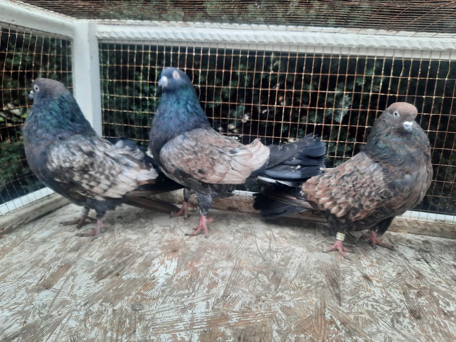 Продам домашню птицю.