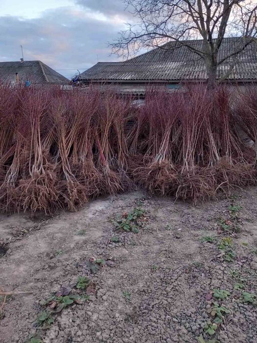 Саженцы плодовых деревьев / Саджанці ОПТ