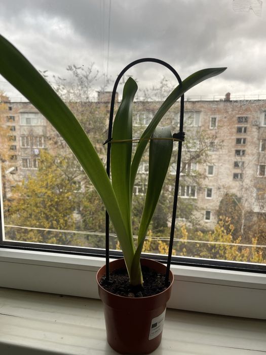 Кімнатні рослини