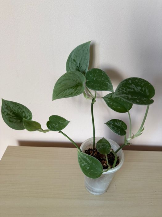 Спатифиллум , Гибискус, Кроссандра, Сциндапсус, Рождественник