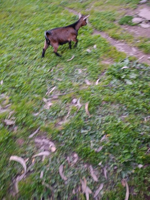 Vendo Cabras anãs avintes