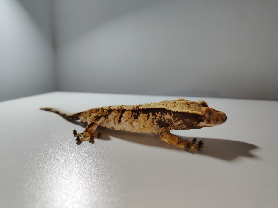 gekon orzęsiony samiec