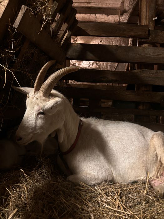 Koza z mlekiem spokojna