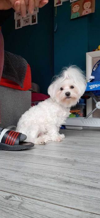 Śliczny Piesek Maltipoo