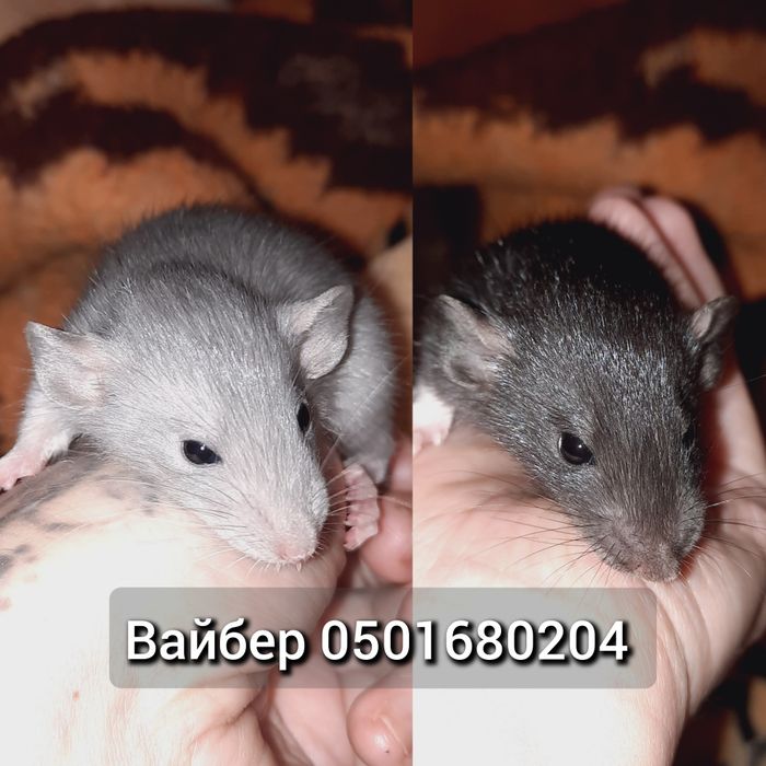 Крыса дамбо голубой черный бежевый рекс