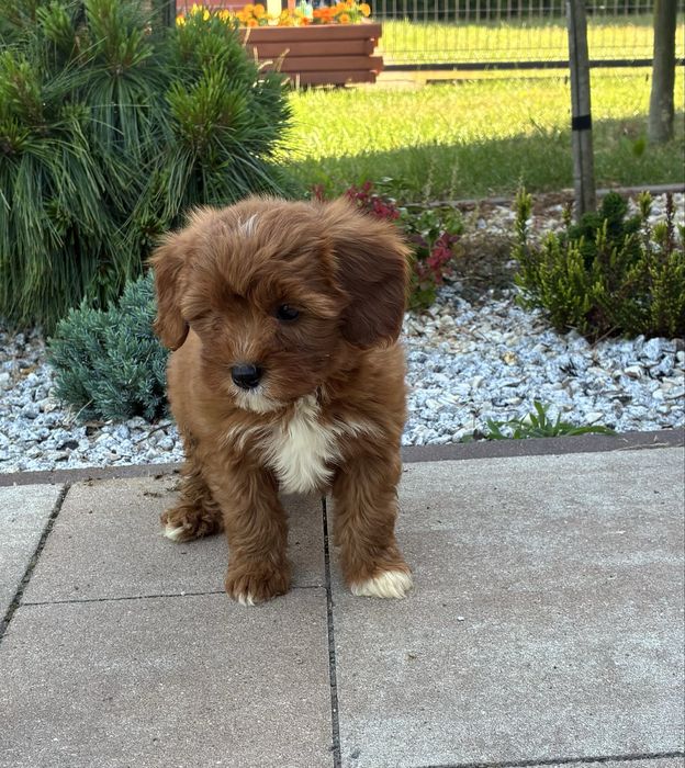 Cavapoo f1b Pudel Toy, Cavalier