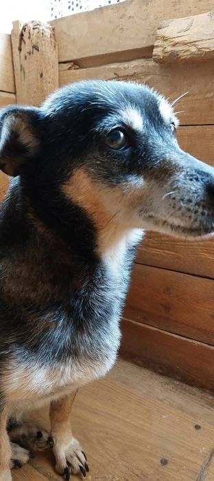 Mała Mi ,szuka domku.