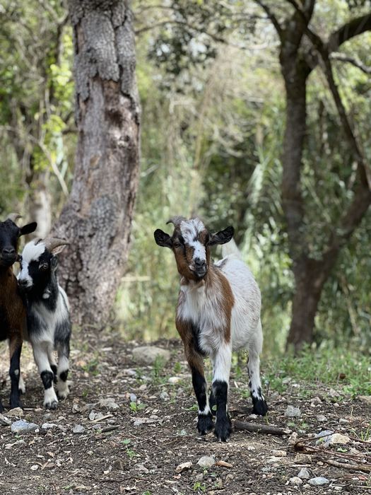 Cabras anãs desparasitadas/vacinadas para venda!