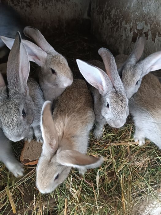 Króliki samce i samice