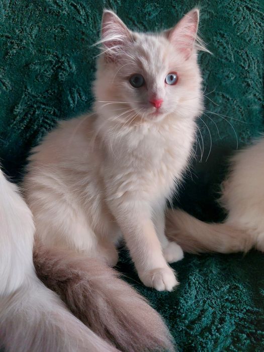 Felsia do rezerwacji Ragdoll FPL/FIFE