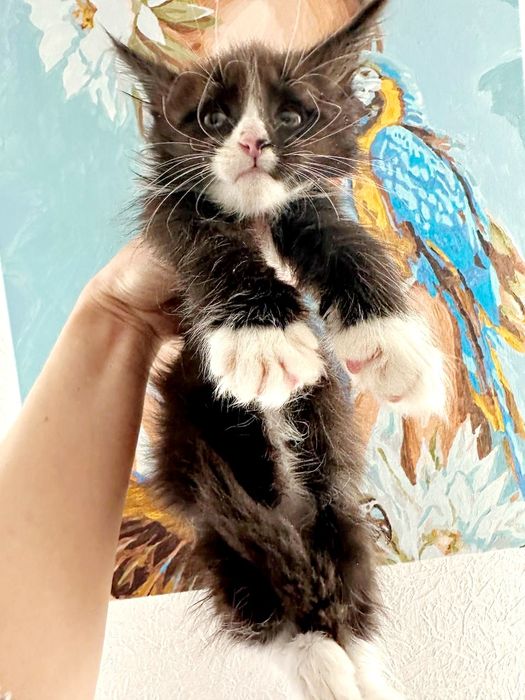 Мейн-кун дівчинка