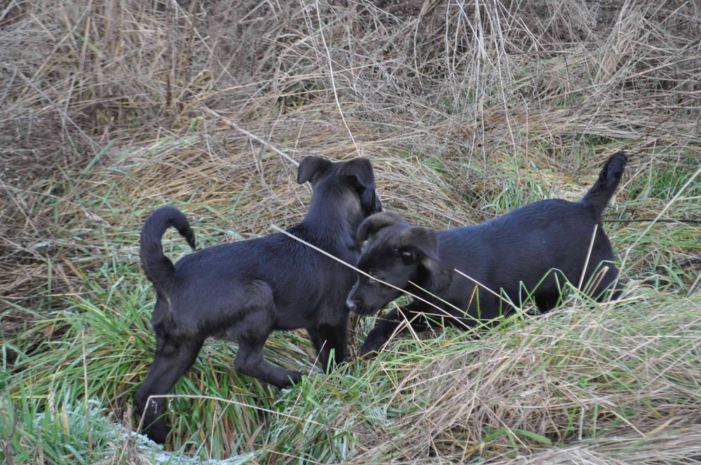 Szczeniaki do adopcji - pies, suka - okolice Hrubieszowa