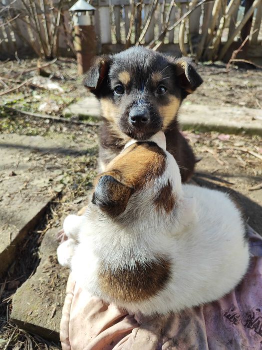 Отдам в добрые руки щенки 4 мальчика и 1 девочка