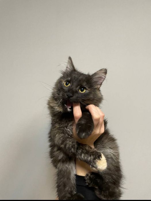 Віддам кішечку