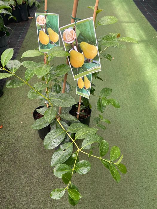 Araça Pera planta