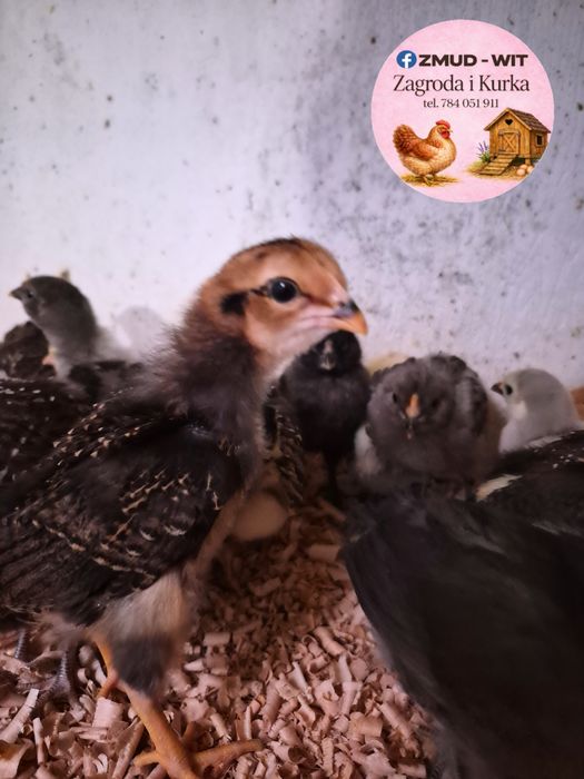 Araucany bezogoniaste