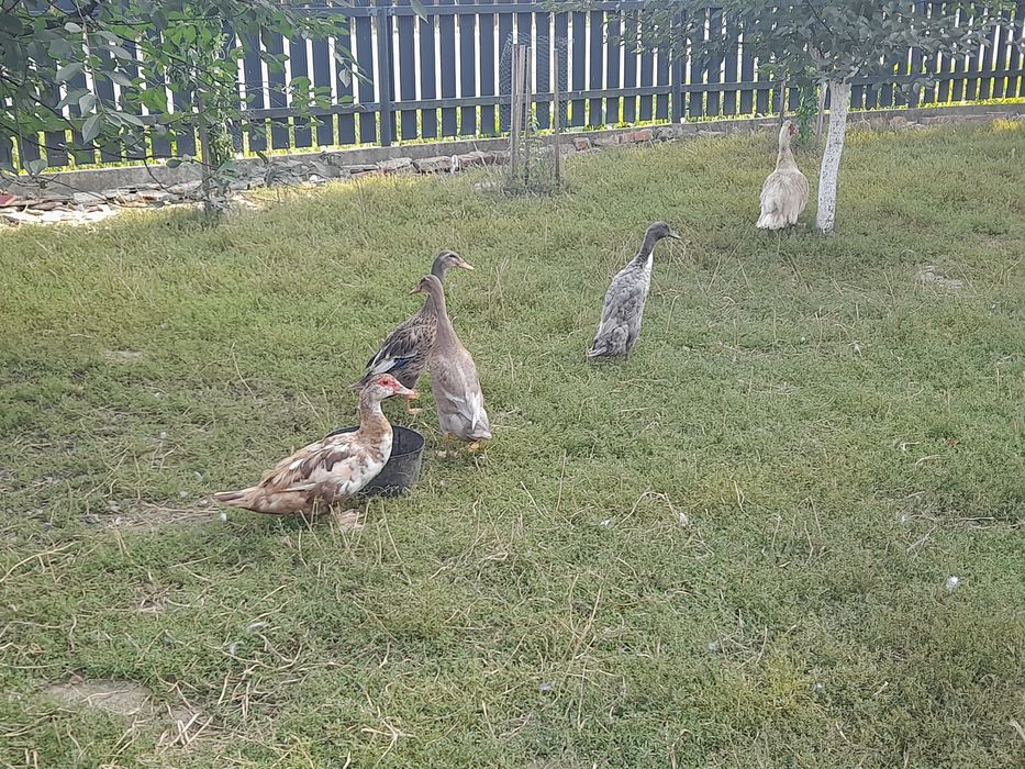 Kaczki biegusy, francuskie