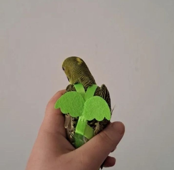 Для папуги ремінець