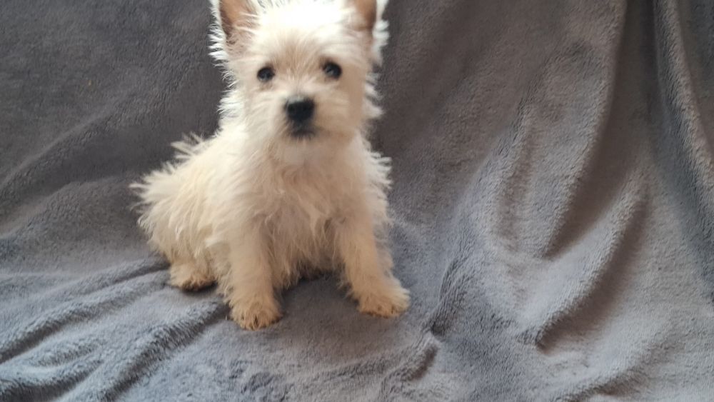 West highland white terrier  chłopiec