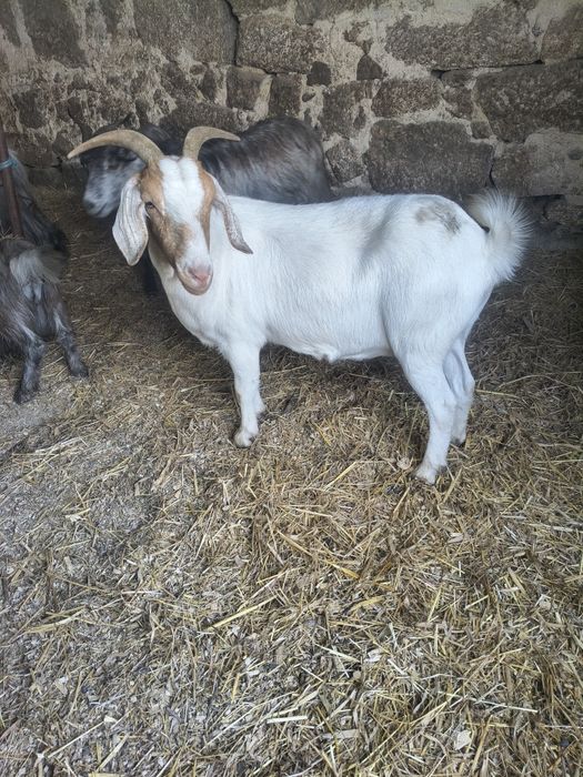 Cabra boer e cabra serrana para venda