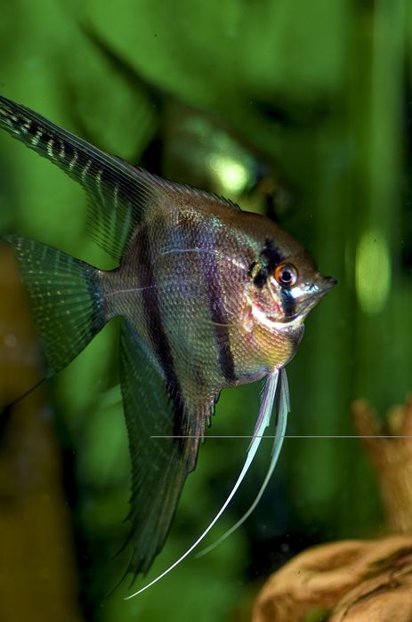 Скалярия Рио Нанай голубовато -зеленая